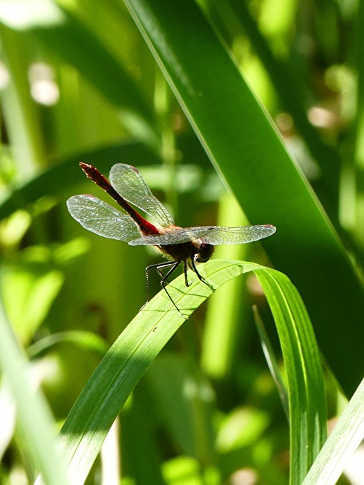 Libelle XI