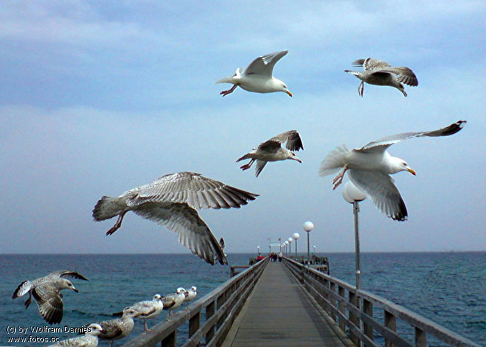 Vogel