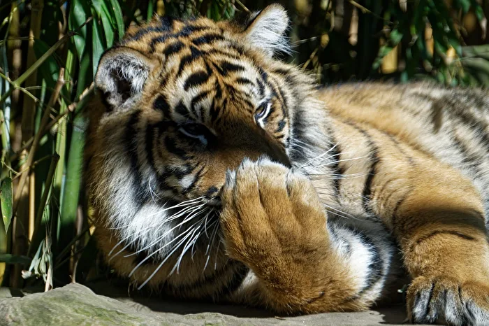 Tigre