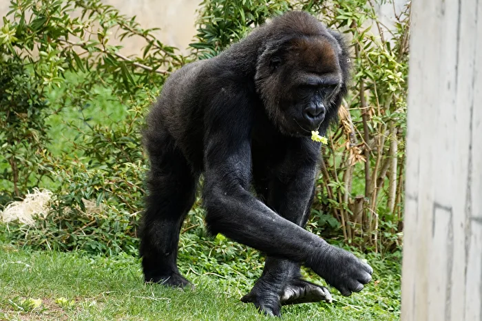 Gorilla