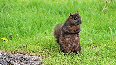 Östliches Grauhörnchen