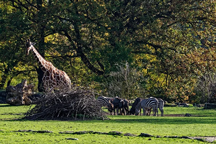 African Savanna (Bohm's zebra, blue wildebeest, giraffes)