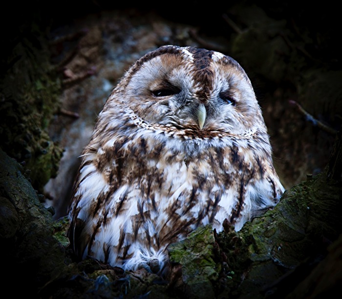 Waldkauz in freier Natur