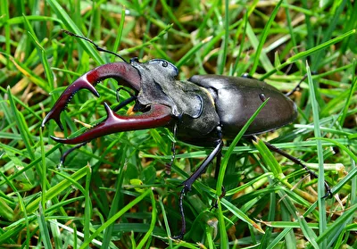 Hirschkäfer