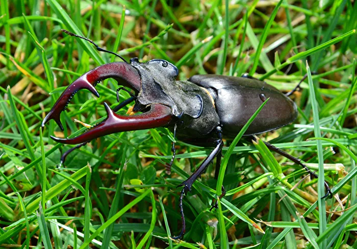 Hirschkäfer