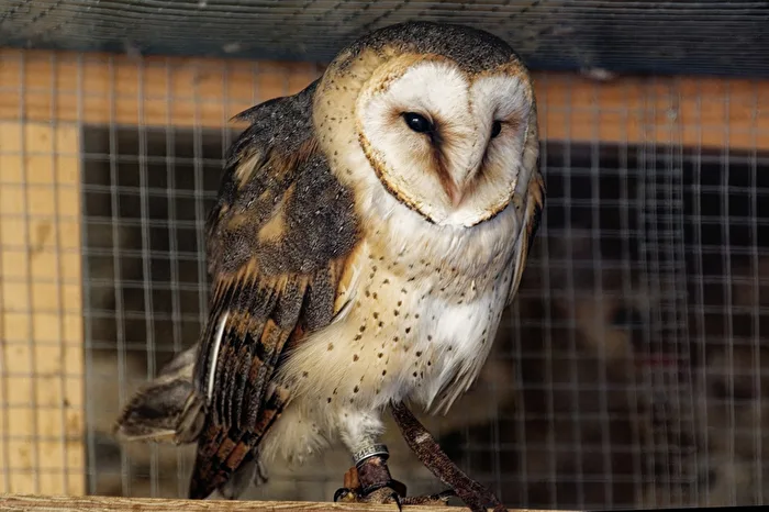 Barn Owl