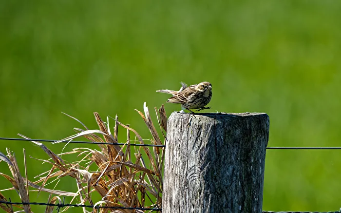 Wiesenpieper (Anthus pratensis)