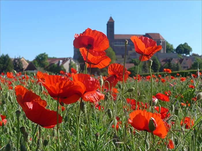 Mohnblüten
