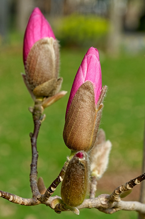 Mangolien