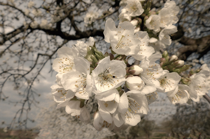 Wenn der Frühling kommt
