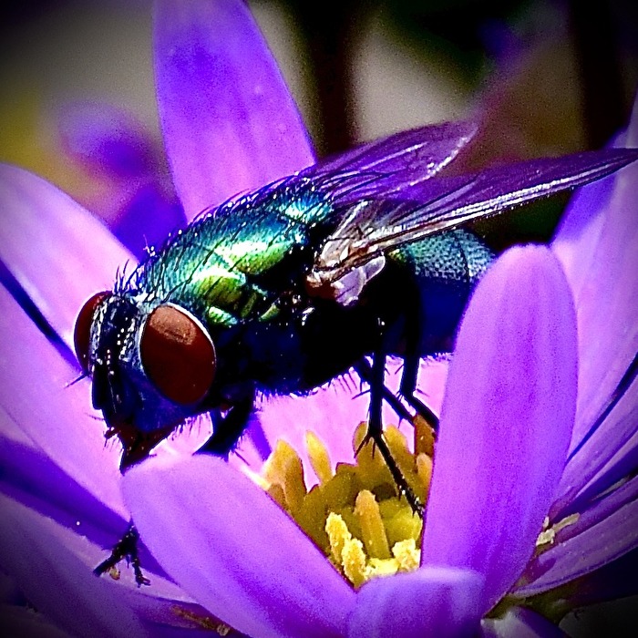 Nur ne Fliege und doch so schön