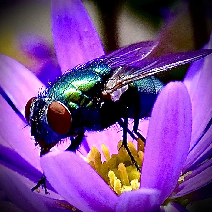 Nur ne Fliege und doch so schön