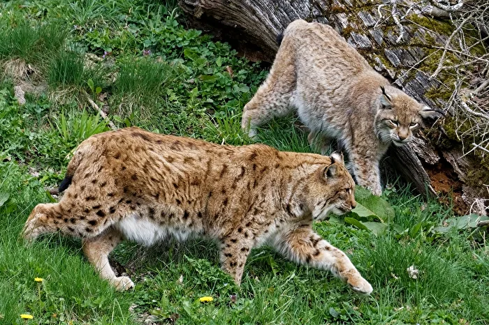 Lynxes