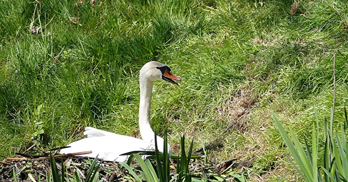 Höckerschwan beim Nisten