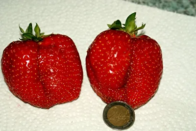 Erdbeeren
