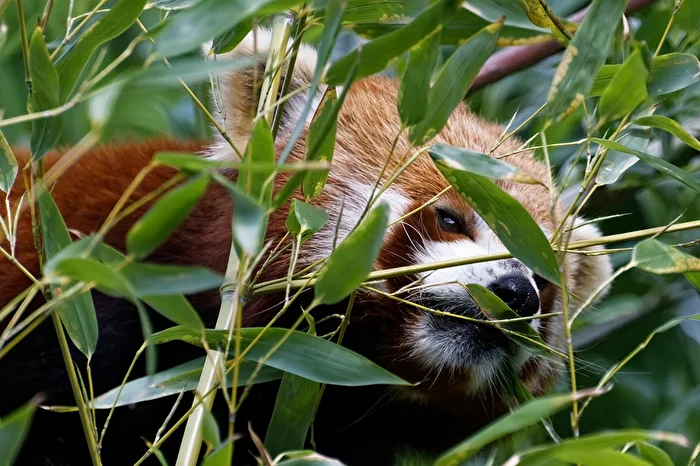 Red Panda