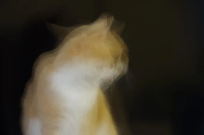 Geisterkatze