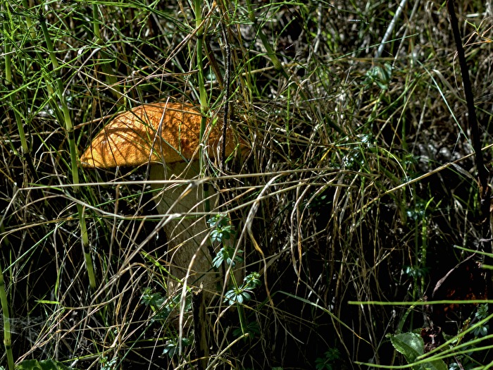 Rotkäppchen, getarnt