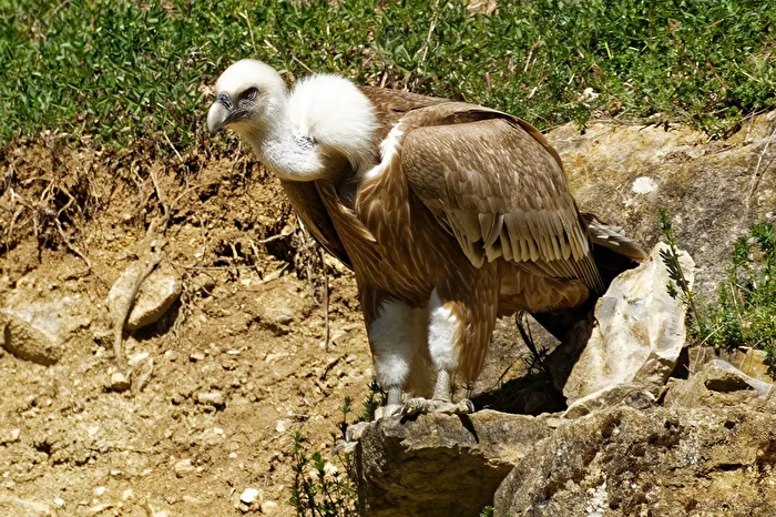 Gänsegeier