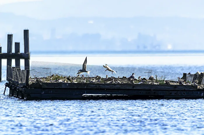 Feeding time in the Rhine Delta