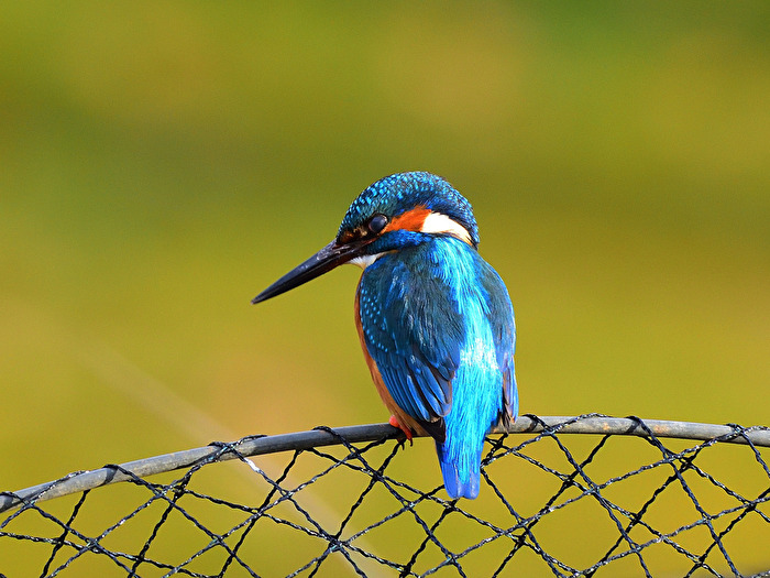 Eisvogel