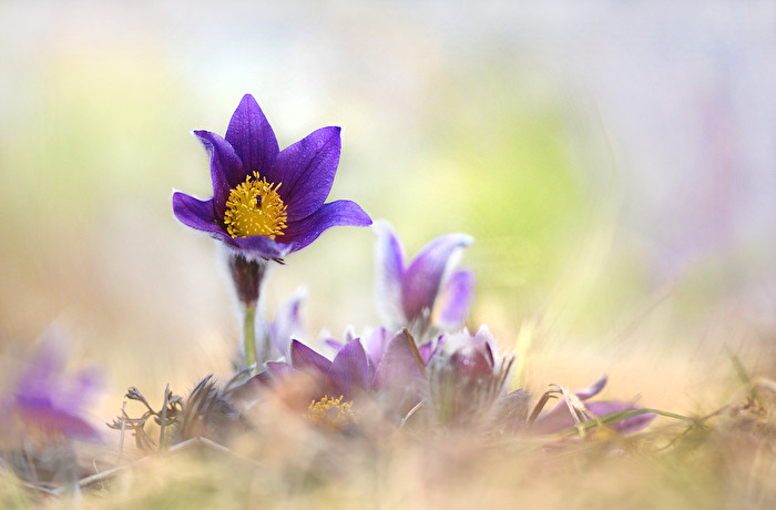 Der Frühling kommt ...,