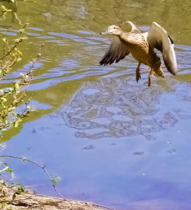 Mallard female landing approach