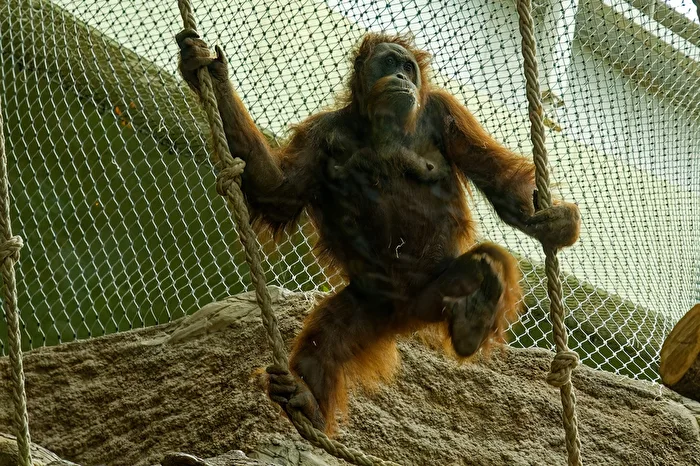 Orangutan