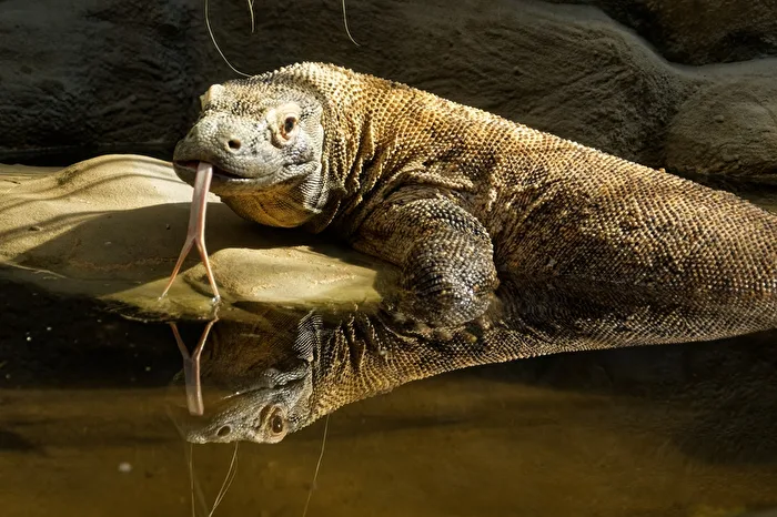 Komodowaran