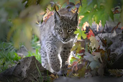 Luchs