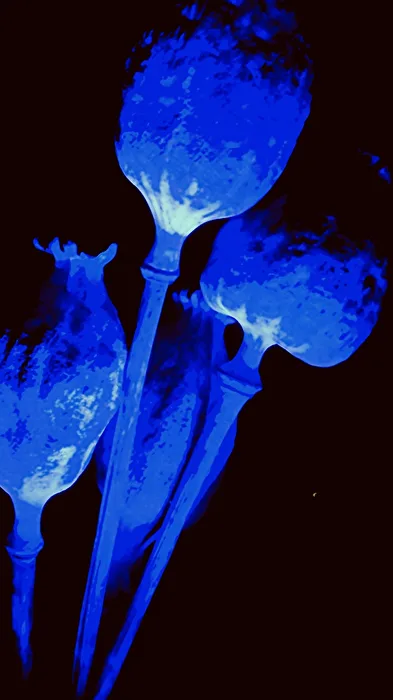 Poppy seed pods photographed with UV light