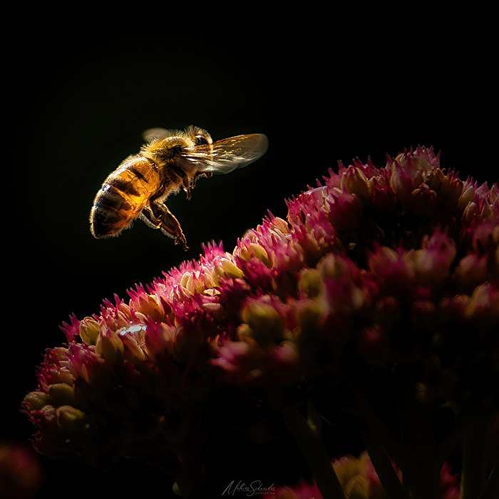 Bienen