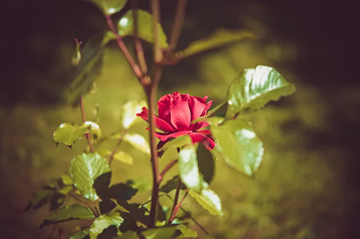 Rose Blossom