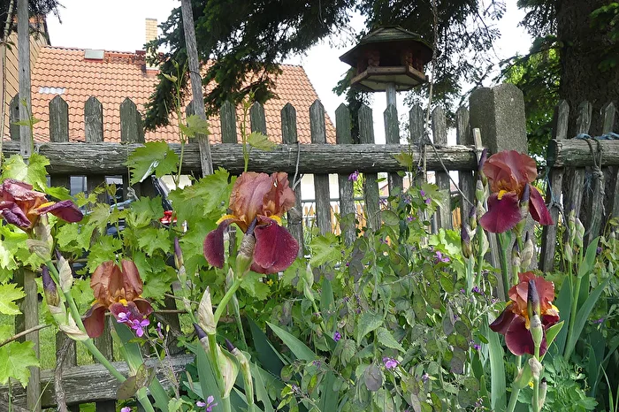 Iris Bloom