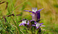 Deutsche Fransenenzian (Gentianella germanica)