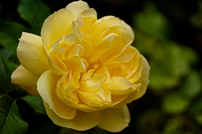 Yellow Rose