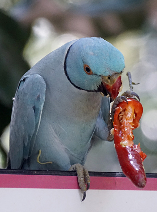 Tiere - kein Problem mit der Schärfe....