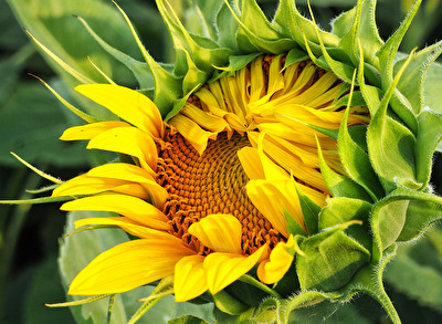 Erwachen der Sonnenblume