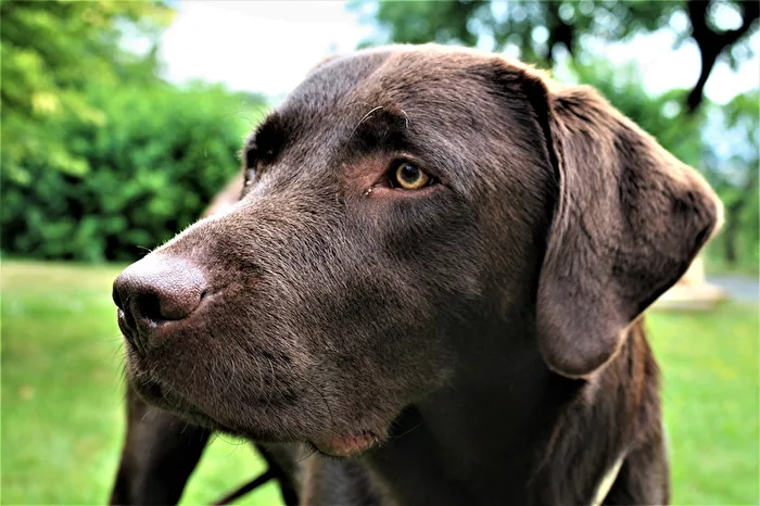 A Labrador