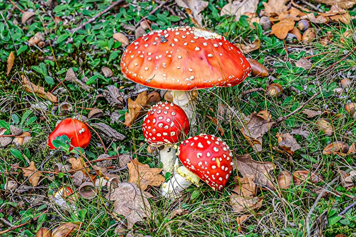 Rotkäppchen