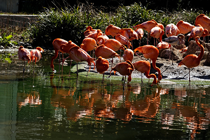Flamingo's