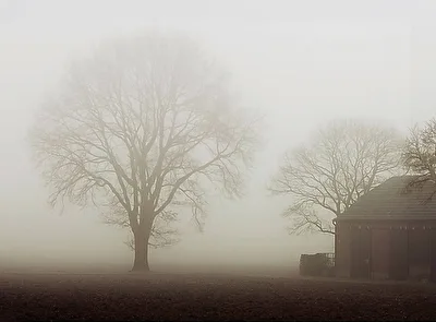 Nebel am Morgen