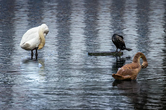 Mutual preening