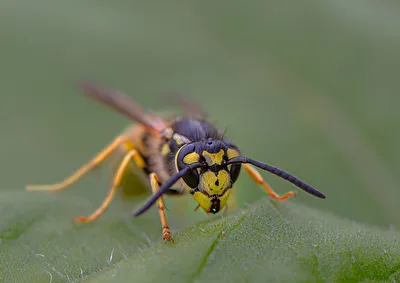 Wespe - Makro