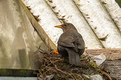 Amselweibchen am Nest