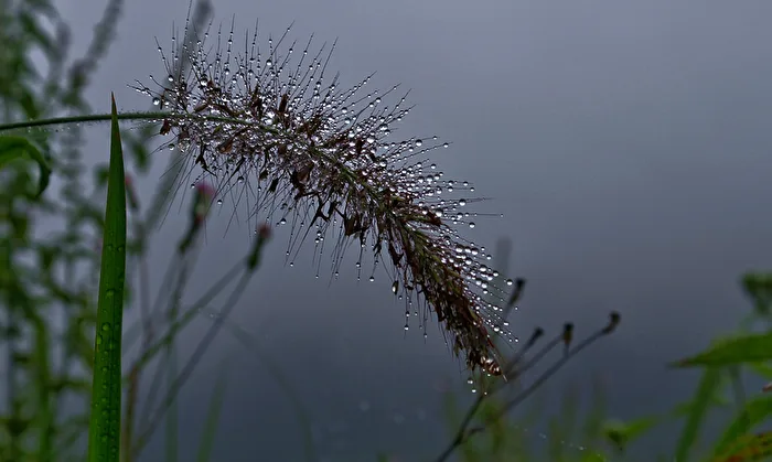Morgentau - in den Reisfeldern bei Sa Pa, Vietnam