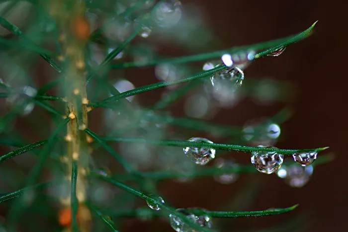 Raindrops