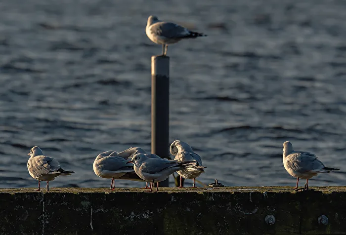 Seagulls in the evening light