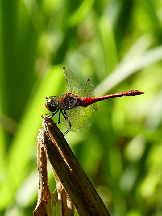 Libelle IX