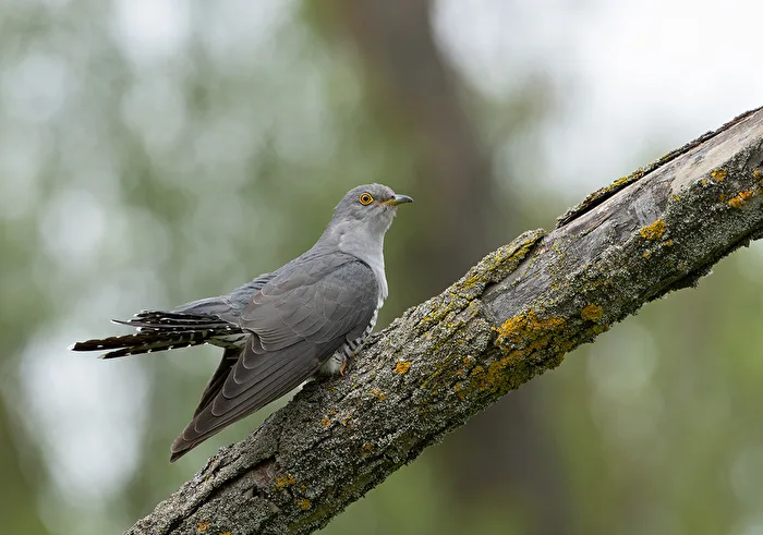 Kuckuck (Cuculus canorus)